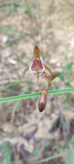 Bletia ensifolia