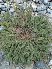 Euphorbia prostrata