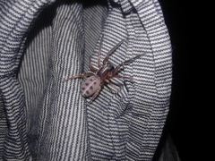 Gippsicola