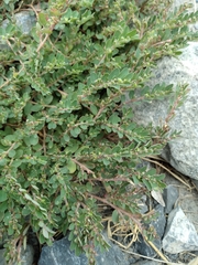 Euphorbia prostrata
