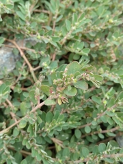 Euphorbia prostrata