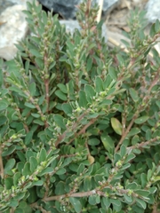 Euphorbia prostrata