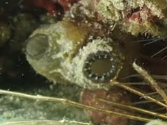 Polycarpa spongiabilis