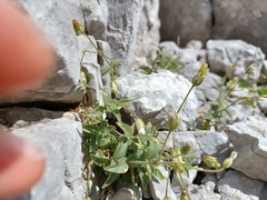 Cerastium carinthiacum