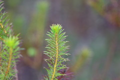 Persoonia isophylla