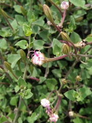 Acleisanthes obtusa