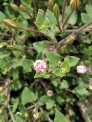 Acleisanthes obtusa