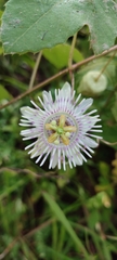 Passiflora colimensis