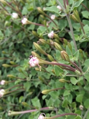 Acleisanthes obtusa