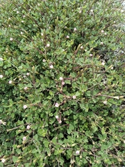 Acleisanthes obtusa