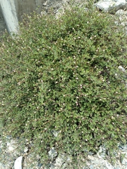 Acleisanthes obtusa