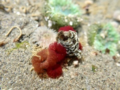 Schizobranchia insignis