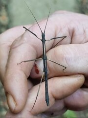Pygirhynchus toledopizai