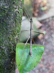 Pygirhynchus toledopizai