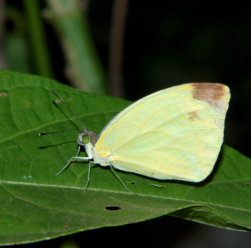 Large Vagrant