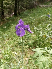 Iris latifolia