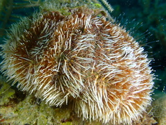 Tripneustes ventricosus