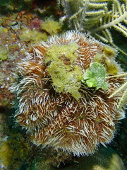 Tripneustes ventricosus