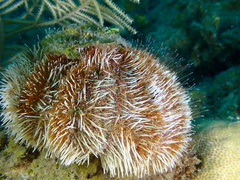 Tripneustes ventricosus