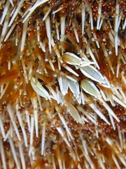 Tripneustes ventricosus