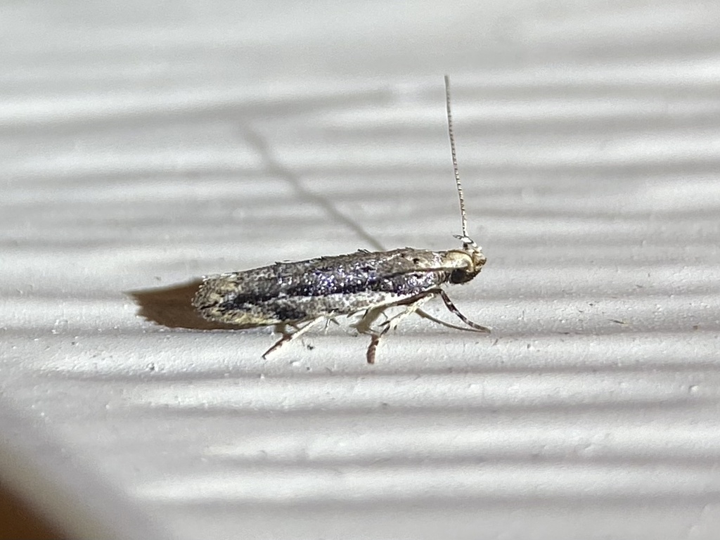 White-edged Coleotechnites Moth