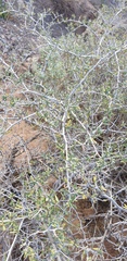 Nitraria billardierei