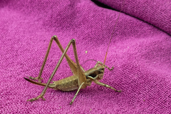 Pterolepis lusitanica