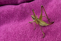 Pterolepis lusitanica