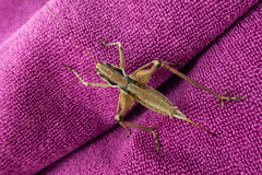 Pterolepis lusitanica