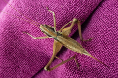 Pterolepis lusitanica