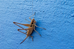 Pterolepis lusitanica