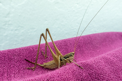 Pterolepis lusitanica