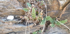Asplenium subglandulosum