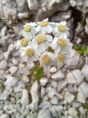 Achillea atrata
