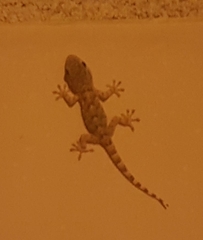 Tarentola mauritanica