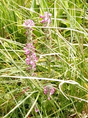 Pedicularis mixta