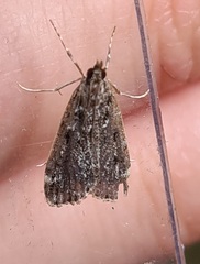 Eudonia truncicolella