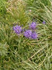 Phyteuma hemisphaericum