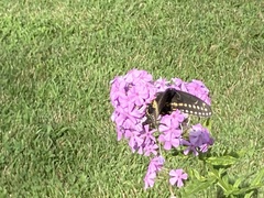 Papilio polyxenes