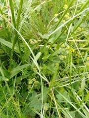 Phyteuma hemisphaericum