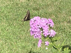 Papilio polyxenes