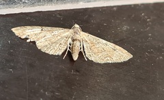 Eupithecia pusillata