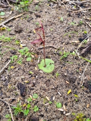 Cyrtostylis reniformis