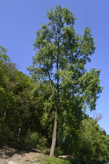 Populus mexicana