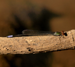 Pseudagrion hageni