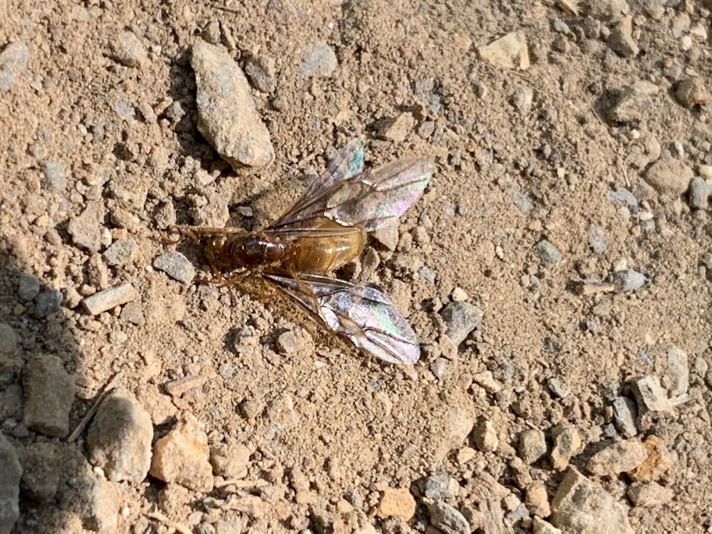Strange Fuzzy Ant