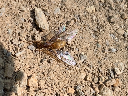 Strange Fuzzy Ant