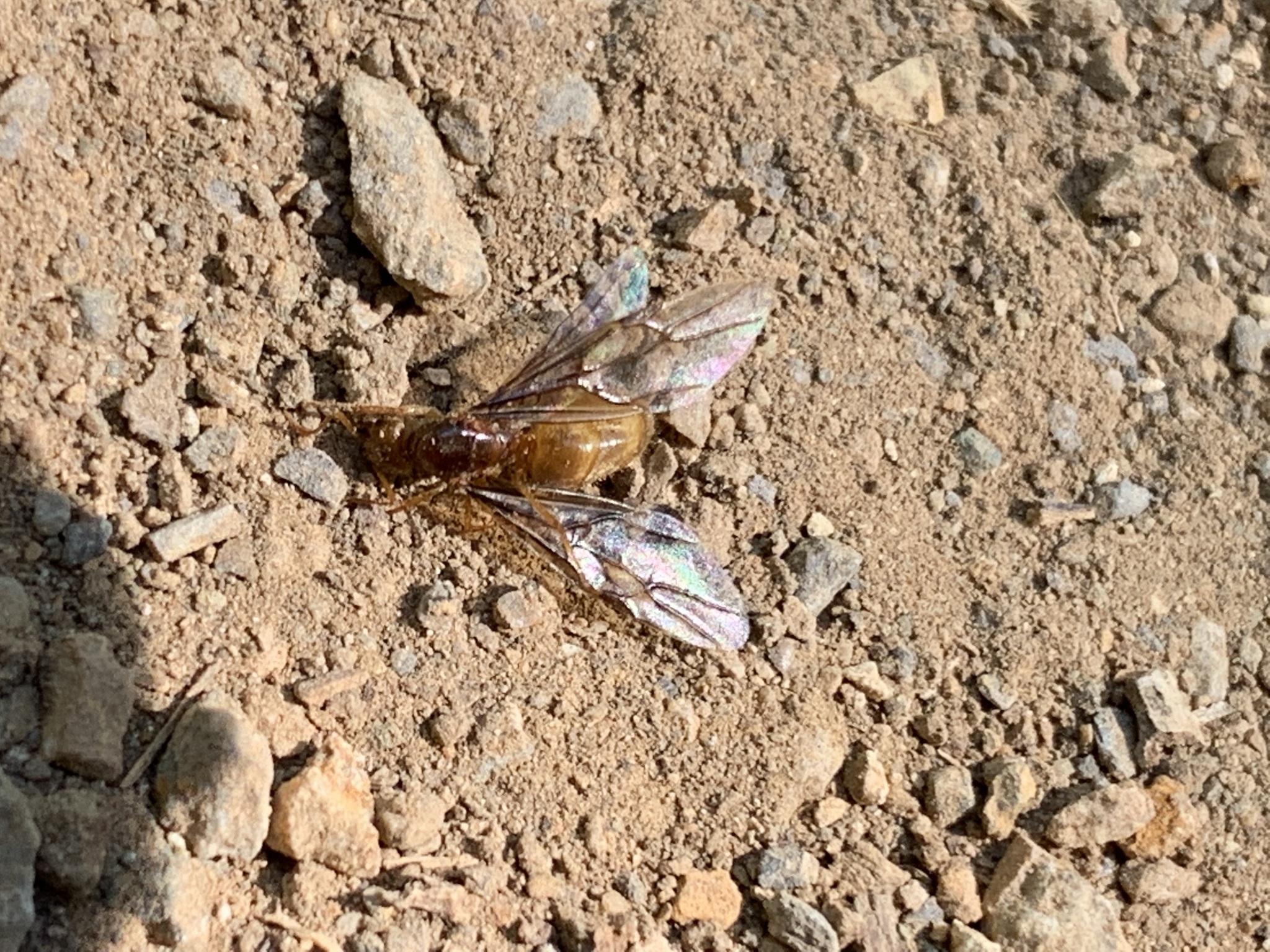 Lasius atopus