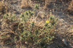 Carthamus lanatus