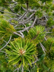 Pinus